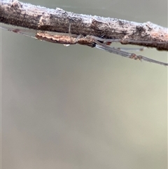 Tetragnatha demissa at Ngunnawal, ACT - 19 Oct 2024