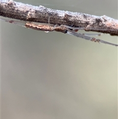 Tetragnatha demissa at Ngunnawal, ACT - 19 Oct 2024 10:00 AM
