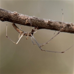 Tetragnatha demissa at Ngunnawal, ACT - 19 Oct 2024 10:00 AM