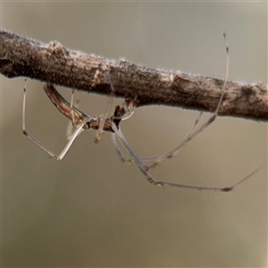 Tetragnatha demissa at Ngunnawal, ACT - 19 Oct 2024 10:00 AM
