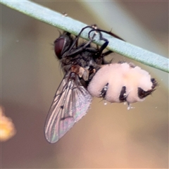 Entomophthora sp. (genus) (Puppeteer Fungus) at Ngunnawal, ACT - 18 Oct 2024 by Hejor1