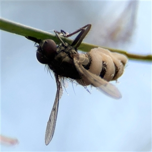 Entomophthora sp. (genus) at Ngunnawal, ACT - 19 Oct 2024 09:59 AM