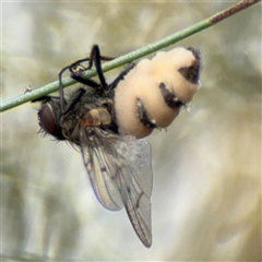 Entomophthora sp. (genus) at Ngunnawal, ACT - 19 Oct 2024 09:59 AM