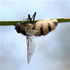 Entomophthora sp. (genus) at Ngunnawal, ACT - 19 Oct 2024 09:59 AM
