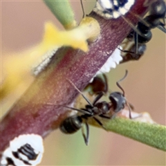 Iridomyrmex rufoniger (Tufted Tyrant Ant) at Ngunnawal, ACT - 18 Oct 2024 by Hejor1