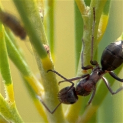 Camponotus sponsorum at Ngunnawal, ACT - 19 Oct 2024