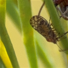 Psyllidae sp. (family) (Unidentified psyllid or lerp insect) at Ngunnawal, ACT - 18 Oct 2024 by Hejor1