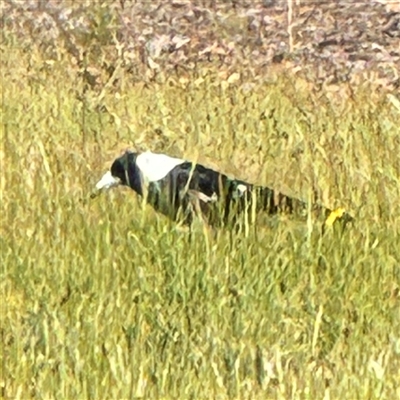 Gymnorhina tibicen (Australian Magpie) at Ngunnawal, ACT - 19 Oct 2024 by Hejor1