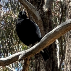 Gymnorhina tibicen at Ngunnawal, ACT - 19 Oct 2024 09:49 AM