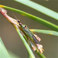 Austromiris viridissimus (Austromiris viridissimus) at Ngunnawal, ACT - 18 Oct 2024 by Hejor1