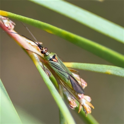 Austromiris viridissimus (Austromiris viridissimus) at Ngunnawal, ACT - 18 Oct 2024 by Hejor1