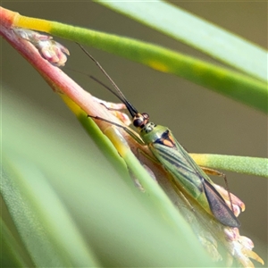 Austromiris viridissimus at Ngunnawal, ACT - 19 Oct 2024 09:52 AM