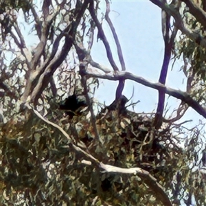 Corvus coronoides at Ngunnawal, ACT - 19 Oct 2024 12:57 PM