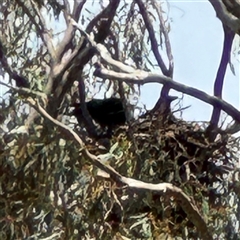 Corvus coronoides at Ngunnawal, ACT - 19 Oct 2024 12:57 PM