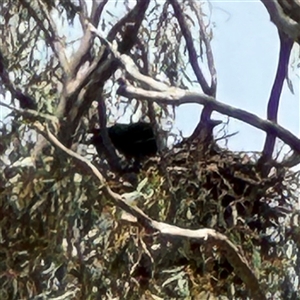 Corvus coronoides at Ngunnawal, ACT - 19 Oct 2024 12:57 PM