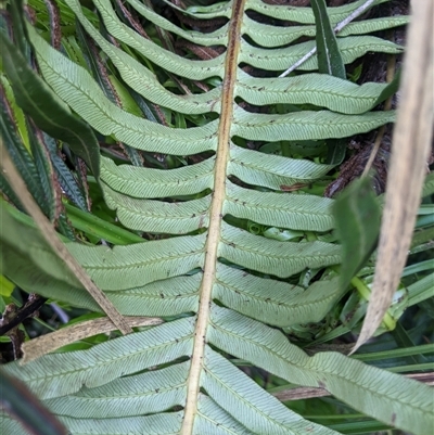 Blechnum nudum (Fishbone Water Fern) at Uriarra Village, ACT - 20 Oct 2024 by MattM