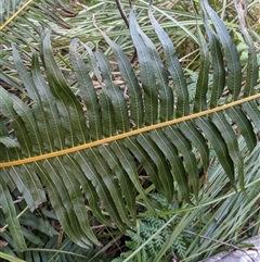 Blechnum nudum at Uriarra Village, ACT - 20 Oct 2024