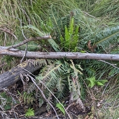 Blechnum nudum at Uriarra Village, ACT - 20 Oct 2024