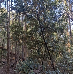 Olearia argophylla (Native Musk) at Uriarra Village, ACT - 20 Oct 2024 by MattM