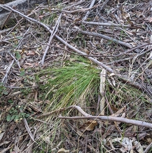 Austrostipa rudis subsp. nervosa at Uriarra Village, ACT - 20 Oct 2024