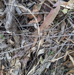 Austrostipa rudis subsp. nervosa at Uriarra Village, ACT - 20 Oct 2024