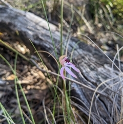 Caladenia congesta (Pink Caps) at Uriarra Village, ACT - 20 Oct 2024 by MattM