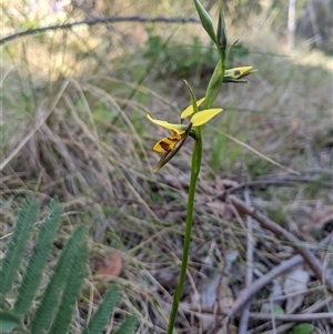 Diuris sulphurea at Uriarra Village, ACT - 20 Oct 2024