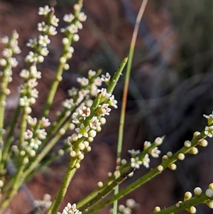 Choretrum pauciflorum at Uriarra Village, ACT - 20 Oct 2024