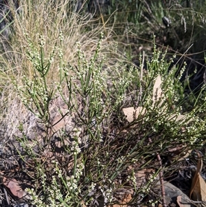 Choretrum pauciflorum at Uriarra Village, ACT - 20 Oct 2024