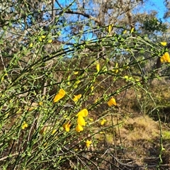 Cytisus scoparius subsp. scoparius (Scotch Broom, Broom, English Broom) at Isaacs, ACT - 20 Oct 2024 by Mike