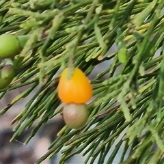 Exocarpos cupressiformis (Cherry Ballart) at Isaacs, ACT - 20 Oct 2024 by Mike