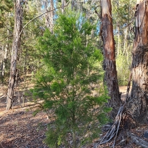 Exocarpos cupressiformis at Isaacs, ACT - 20 Oct 2024 05:21 PM