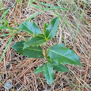 Ilex aquifolium at Isaacs, ACT - 20 Oct 2024