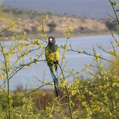 Barnardius zonarius (Australian Ringneck) at Kalbarri, WA - 19 Oct 2024 by HelenCross