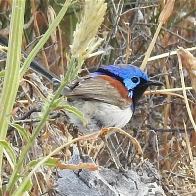 Malurus assimilis (Purple-backed Fairywren) at Kalbarri, WA - 20 Oct 2024 by HelenCross