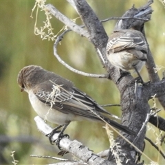 Lalage tricolor (White-winged Triller) at Kalbarri, WA - 20 Oct 2024 by HelenCross