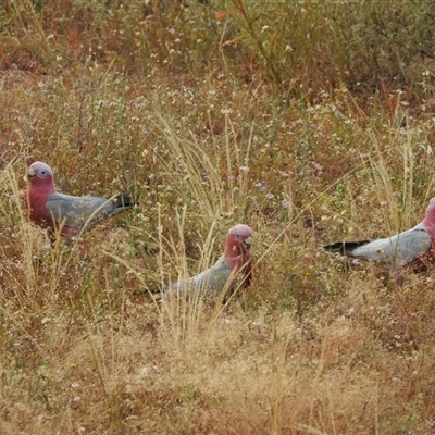 Eolophus roseicapilla (Galah) at Kalbarri, WA - 20 Oct 2024 by HelenCross