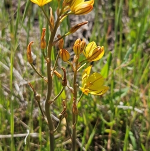 Bulbine bulbosa at Weetangera, ACT - 20 Oct 2024 02:38 PM