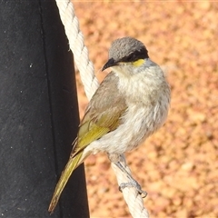 Gavicalis virescens (Singing Honeyeater) at Kalbarri, WA - 20 Oct 2024 by HelenCross