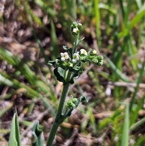 Hackelia suaveolens at Weetangera, ACT - 20 Oct 2024