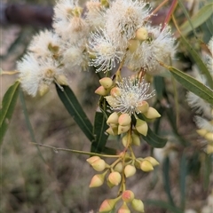 Unidentified Gum Tree at Kalbarri, WA - 19 Oct 2024 by HelenCross