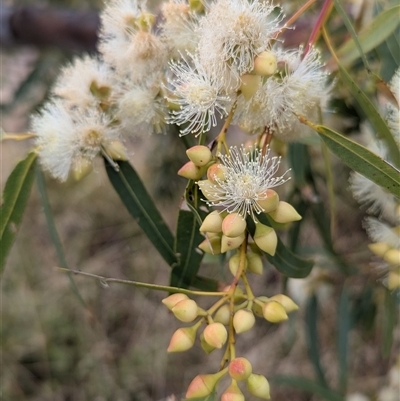 Unidentified Gum Tree at Kalbarri, WA - 19 Oct 2024 by HelenCross