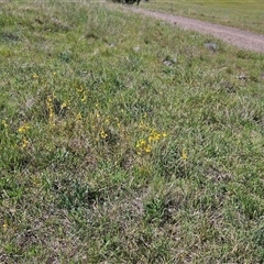 Bulbine bulbosa at Weetangera, ACT - 20 Oct 2024 02:45 PM