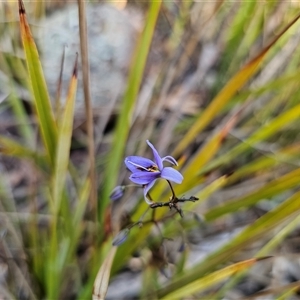 Dianella revoluta var. revoluta at Acton, ACT - 20 Oct 2024