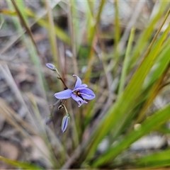 Dianella revoluta var. revoluta at Acton, ACT - 20 Oct 2024 05:19 PM