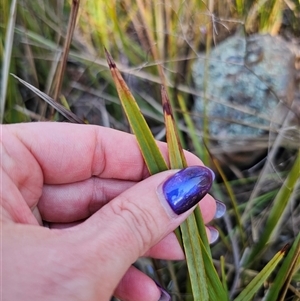 Dianella revoluta var. revoluta at Acton, ACT - 20 Oct 2024