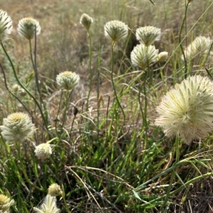 Ptilotus macrocephalus at Fentons Creek, VIC - suppressed