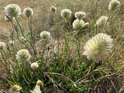 Ptilotus macrocephalus (Feather Heads, Green Mulla Mulla) at Fentons Creek, VIC - 20 Oct 2024 by KL