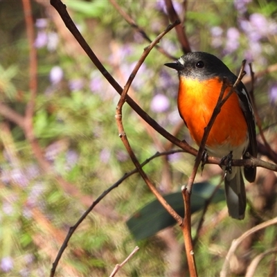 Petroica phoenicea (Flame Robin) at Kambah, ACT - 20 Oct 2024 by LinePerrins