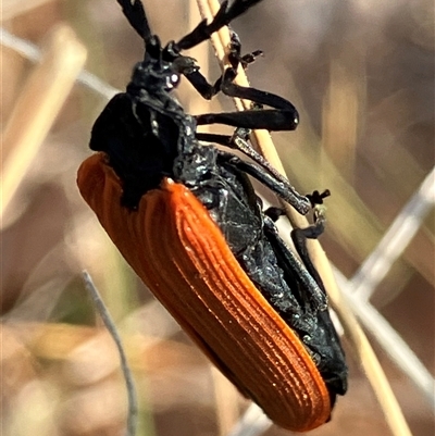 Porrostoma rhipidium (Long-nosed Lycid (Net-winged) beetle) at Fentons Creek, VIC - 20 Oct 2024 by KL